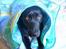 Labrador retriever Formel 1 *Fie <3* - min lille hule