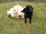 Golden retriever Augustus *Brutus* *R.I.P.* - Se jeg kan stå på hovedet for dig...