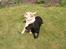 Golden retriever Augustus *Brutus* *R.I.P.* - Hvem kommer nu??? og forstyrre lige hvor jeg var ved at få hende tøet op!