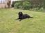 Labrador retriever * R.I.P.* Amy - Jeps her ligger jeg så