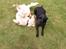 Labrador retriever * R.I.P.* Amy - ja så er freden forbi ... Træls med sådan en hvalp