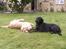 Labrador retriever * R.I.P.* Amy - Kan du ikke se hvad jeg mener om dig Brutus