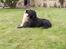Labrador retriever * R.I.P.* Amy - NEJ! jeg vil ikke kysse!