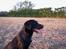 Labrador retriever * R.I.P.* Amy - *gammelt* Amy i profil