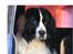 Landseer Sebastian vom Heidenberg - Han elsker at bruge vores bil som hundehus.