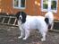 Landseer Sebastian vom Heidenberg - Kiko 3½ år.