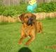 Rhodesian ridgeback Djambo