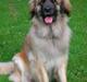 Leonberger Amanda  15-7-08 R.I.P