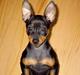 Dvaergpinscher Tulle