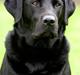 Labrador retriever Brown Hunt`s Landlubber 
