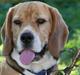 Beagle Bob 