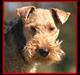 Welsh terrier Reigab's Julie Svane