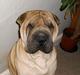 Shar pei pongo