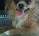 Chihuahua SHENA <3 