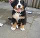 Berner sennenhund Bendji   R.I.P.