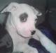 Amerikansk bulldog Ghetto Super Star* R.I.P