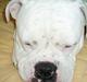 Amerikansk bulldog ozzy osbourne
