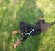 Rottweiler Cash
