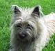 Cairn terrier Fru. Cille 