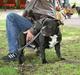 Staffordshire bull terrier Buster