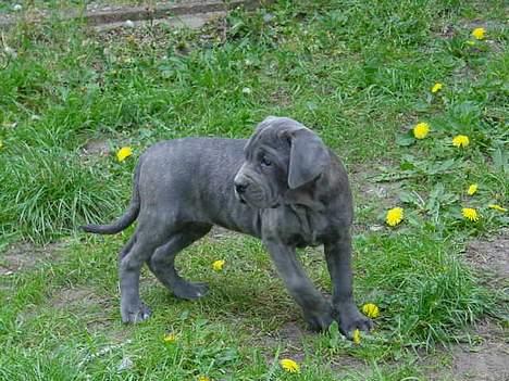 Cane corso Campo Di Cavello Sama billede 12
