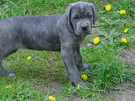 Cane corso Campo Di Cavello Sama billede 13