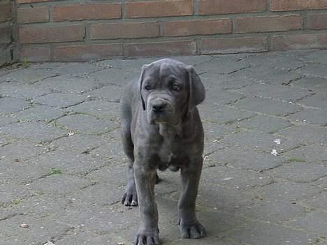 Cane corso Campo Di Cavello Sama billede 14