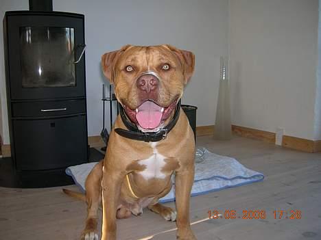 Blanding af racer Boey DØD - Boey foran sin elskede brændeovn... billede 1