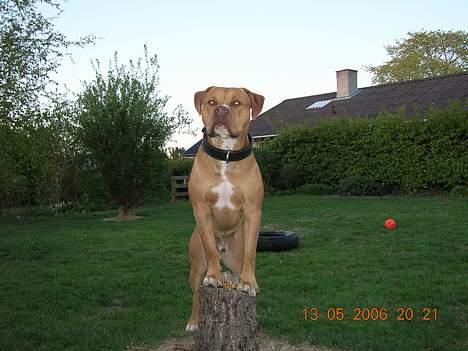 Blanding af racer Boey DØD - Jeg passer lige på min lækre guldkæde.. den ligger på træstubben.. billede 2