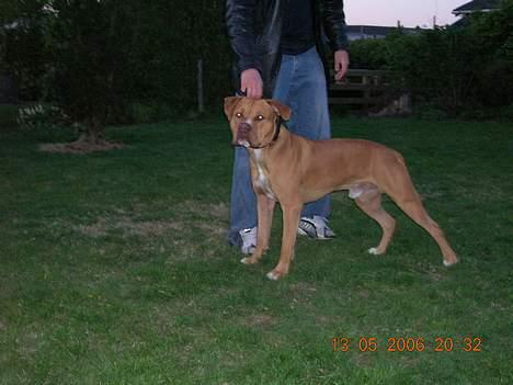 Blanding af racer Boey DØD - Hvor længe skal jeg stå her??? billede 3