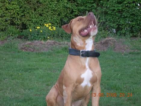 Blanding af racer Boey DØD - Lidt storsnudet har man vel lov at være... billede 4