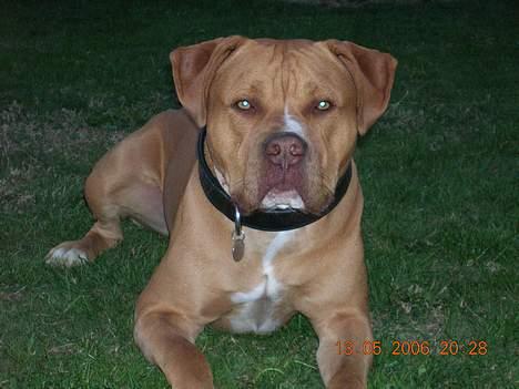 Blanding af racer Boey DØD - Er jeg lækker nu? Eller?... billede 5