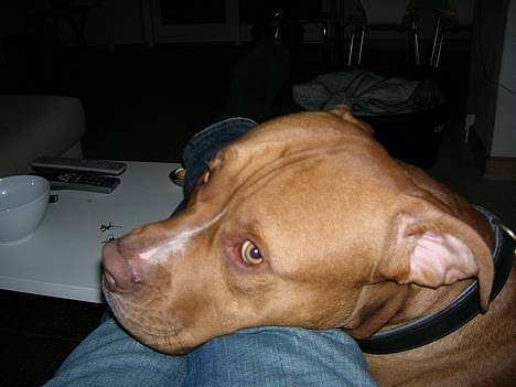 Blanding af racer Boey DØD - Jeg prøver i hvert fald ikke på at få opmærksomhed... billede 6