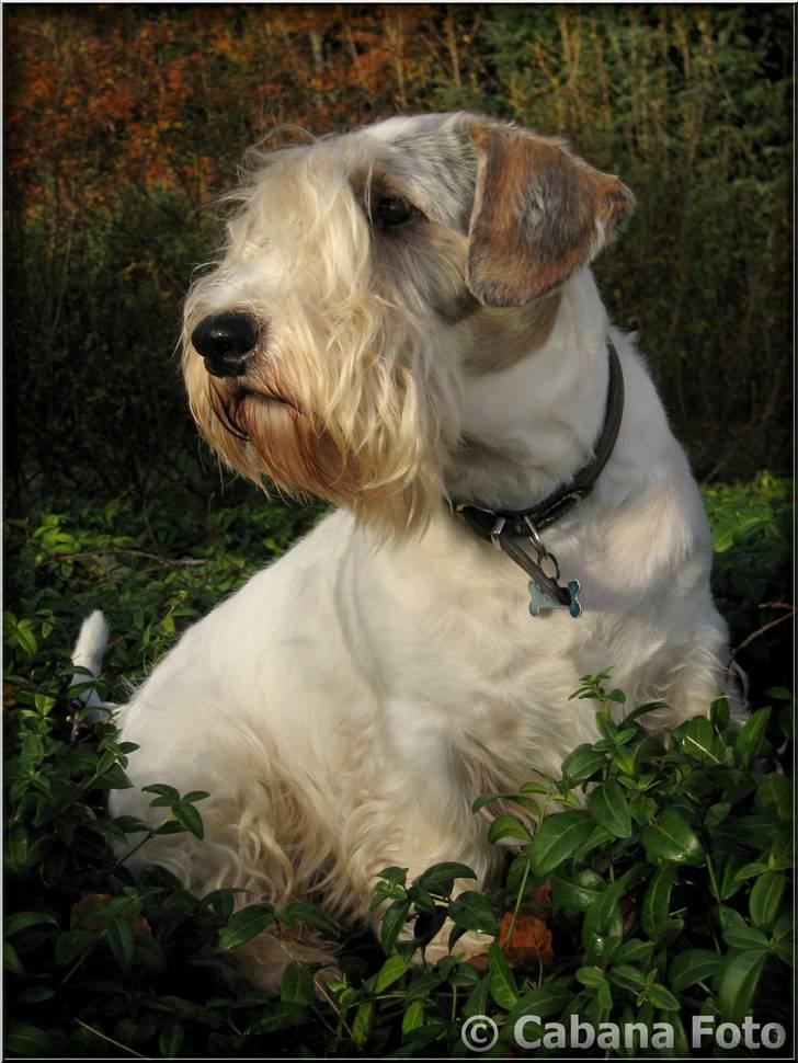 Sealyham terrier » Oskar « † - Velkommen til Oskar´s profil ;o) © Cabana Foto billede 2
