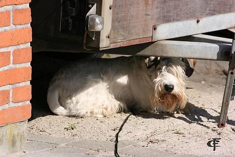 Sealyham terrier » Oskar « † - © Cabana Foto billede 3