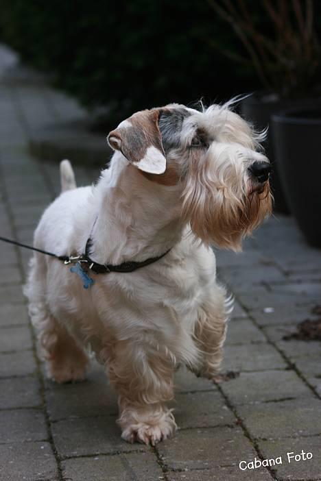 Sealyham terrier » Oskar « † - © Cabana Foto billede 4