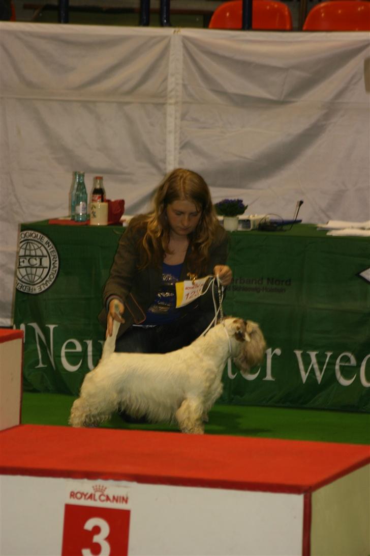 Sealyham terrier » Oskar « † - Neumünster - BIR © Cabana Foto billede 5