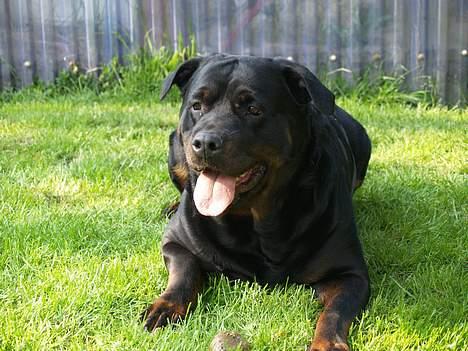 Rottweiler Freja (2011) - smukke vovhund billede 12