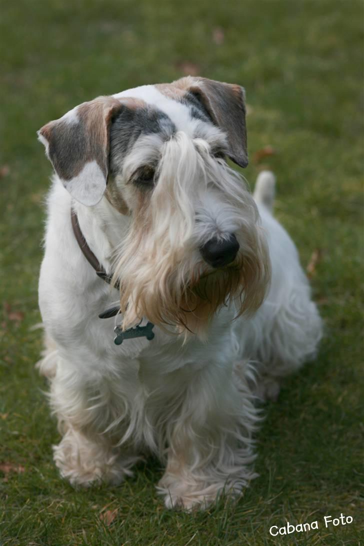 Sealyham terrier » Oskar « † - © Cabana Foto billede 6