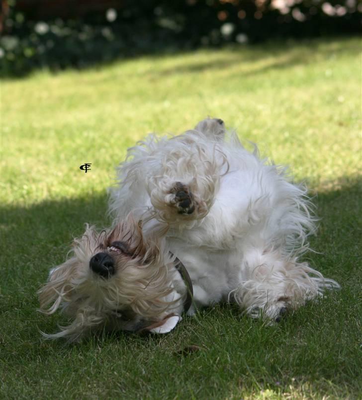 Sealyham terrier » Oskar « † - © Cabana Foto billede 7