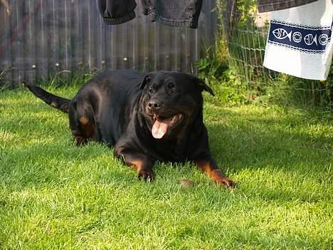 Rottweiler Freja (2011) - Freja leger i haven :D billede 13