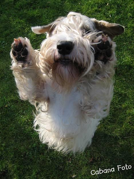 Sealyham terrier » Oskar « † - © Cabana Foto billede 9