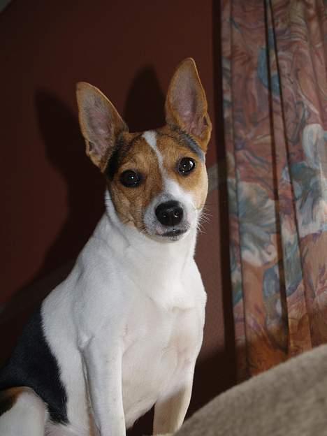 Blanding af racer Molly - smukke Molly :D billede 9