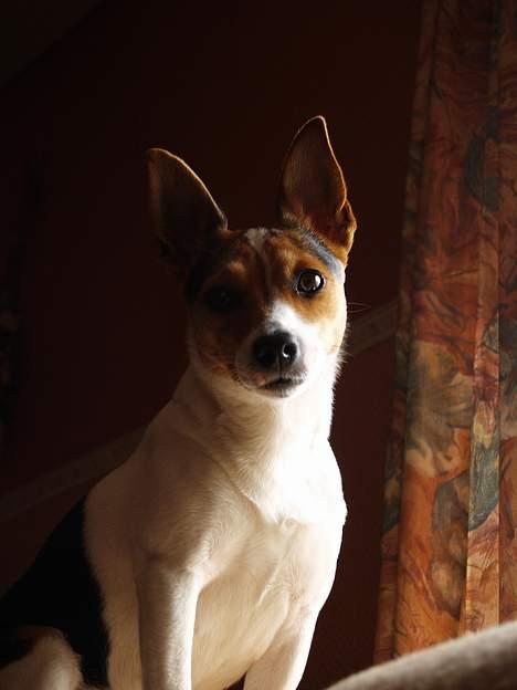 Blanding af racer Molly billede 10