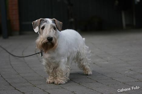 Sealyham terrier » Oskar « † - © Cabana Foto billede 10