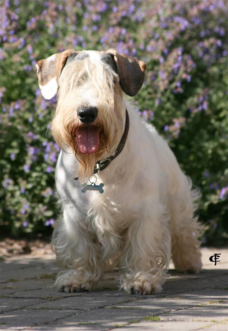 Sealyham terrier » Oskar « † - © Cabana Foto billede 11