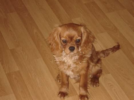 Cavalier king charles spaniel Silvas billede 9