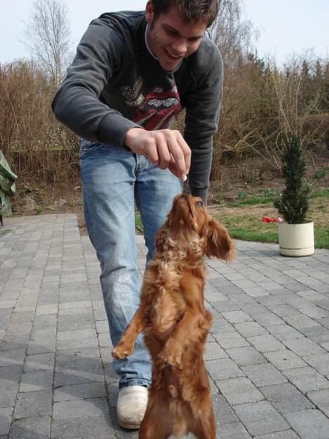 Cavalier king charles spaniel Silvas billede 10