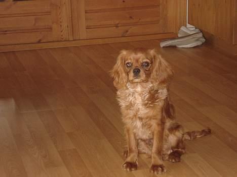 Cavalier king charles spaniel Silvas billede 11