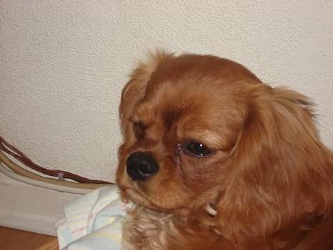Cavalier king charles spaniel Silvas billede 12